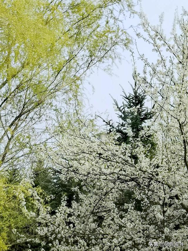 花香习习，垂柳依依，一花一世界，一树一菩提，淡妆浓抹总相宜