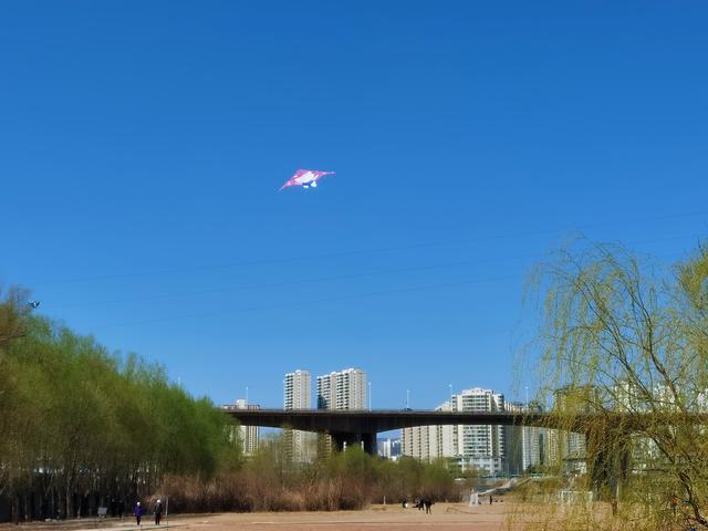 春风吹绿了如诗如画的黄河之滨