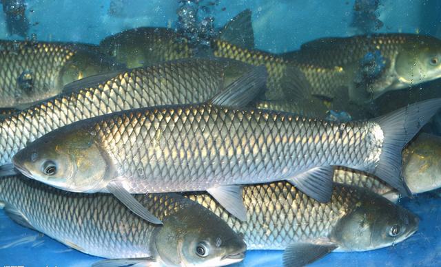 请停止食用这4种鱼，或许含有甲醛和重金属，建议转给家里人看看