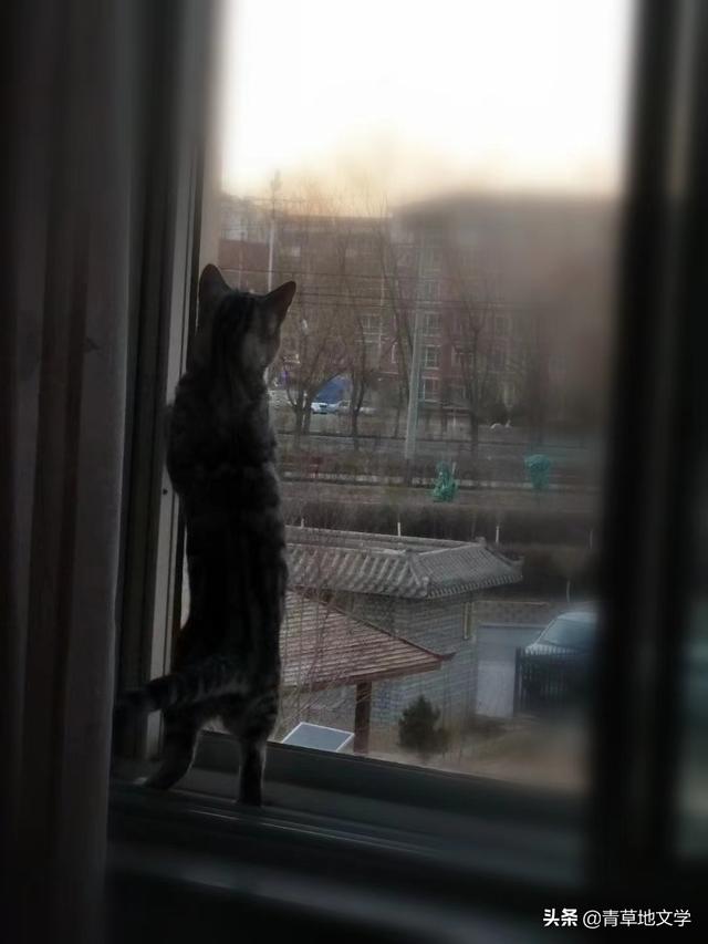 青草地文学：宠猫诗三首（组诗）
