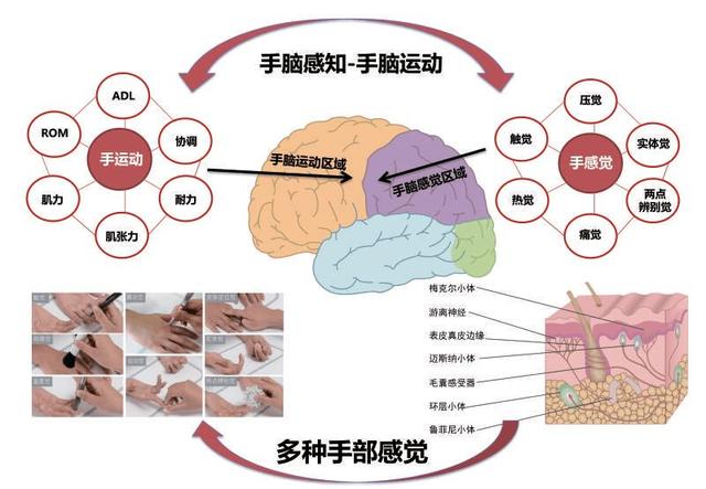 左撇子比右撇子更聪明？真相要比你所想的复杂多了