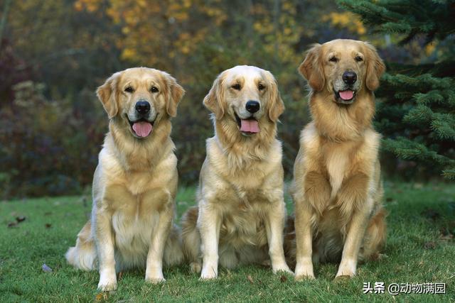 金毛寻回猎犬 金毛寻回猎犬（金毛寻回猎犬） 动物