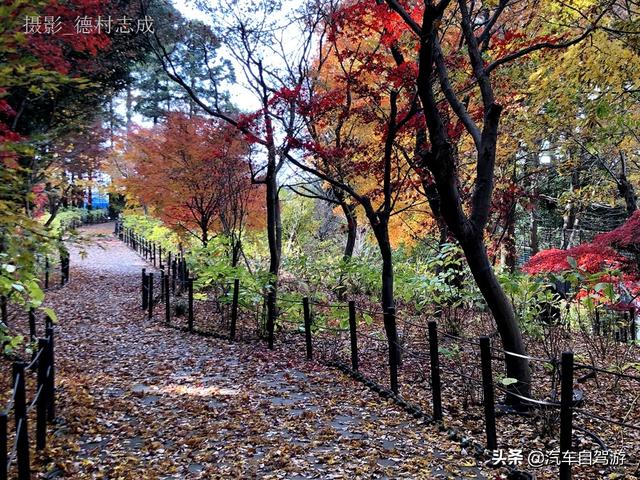 德村志成：落葉殘楓依然美麗，久違北小金本土寺