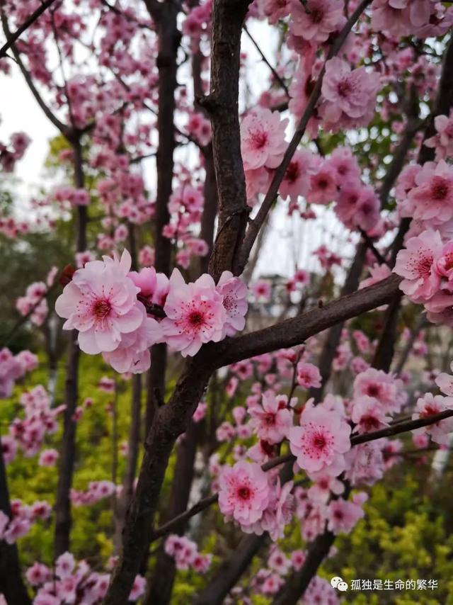 生命是一树一树的花开