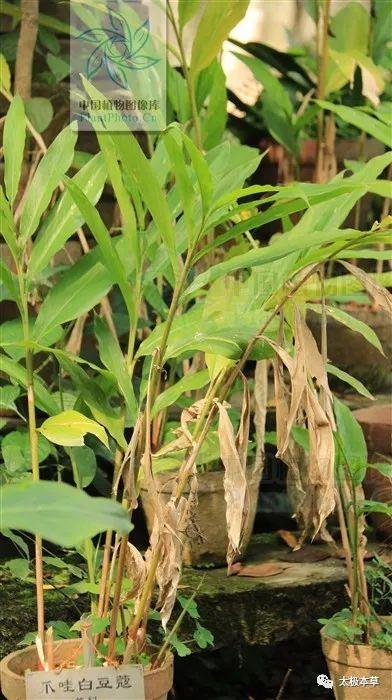 白寇调料是起什么作用的白豆蔻可用于胃热呕吐