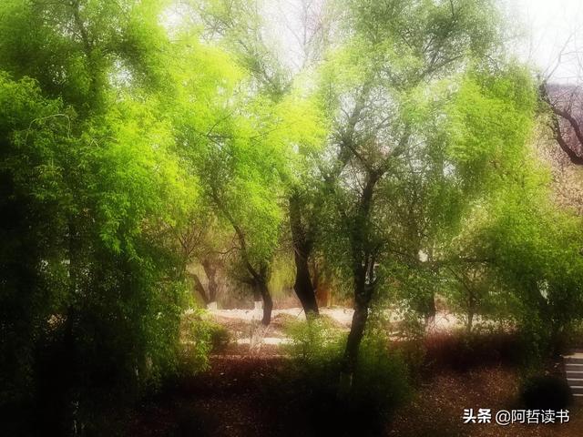 漫步河畔，垂柳蹁跹，一抹新绿入眼帘，真养眼