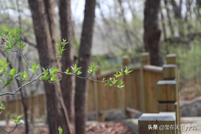 梅花书屋与读书馆的区别「梅景书屋」