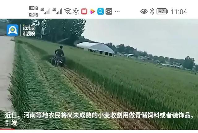 建议国家立即出台措施，禁止将未成熟的麦子玉米作为青储饲料出售