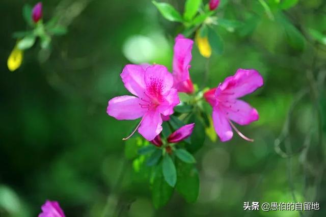 农村养什么花赚钱(农村养什么赚钱)