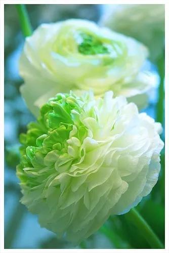 花的世界，芬芳美丽；醉了眼眸，美了心情