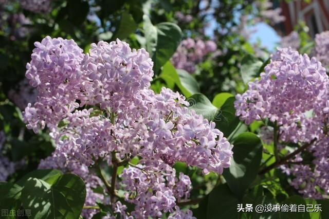 想去将军衙署看丁香