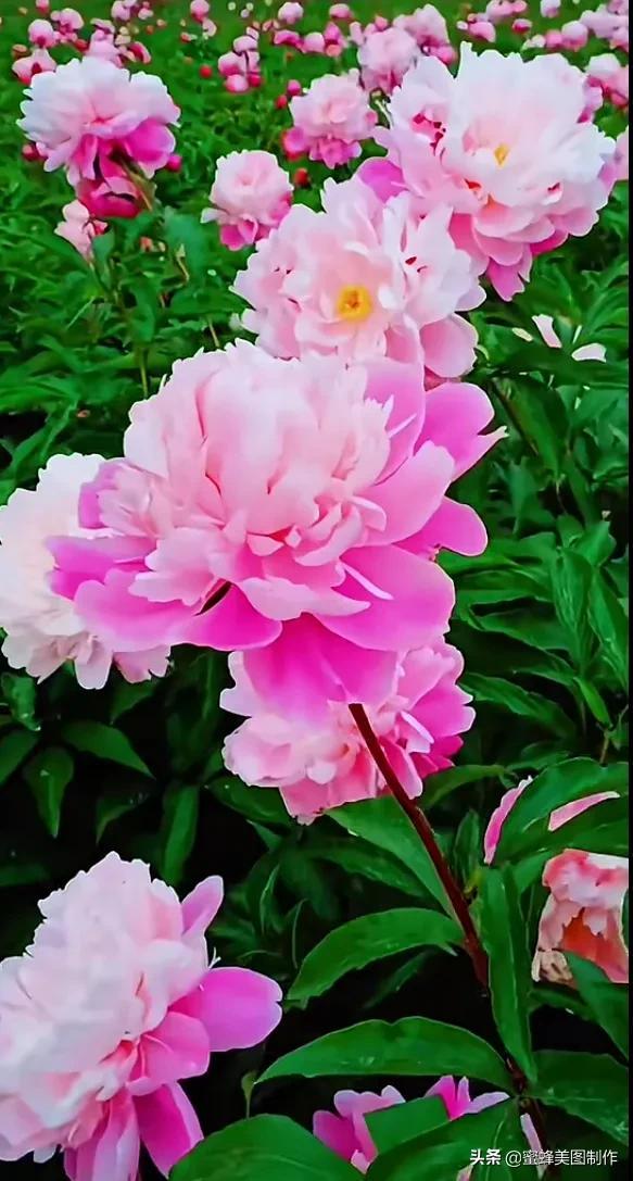鲜花，因盛开而芬芳，因走过而醉人