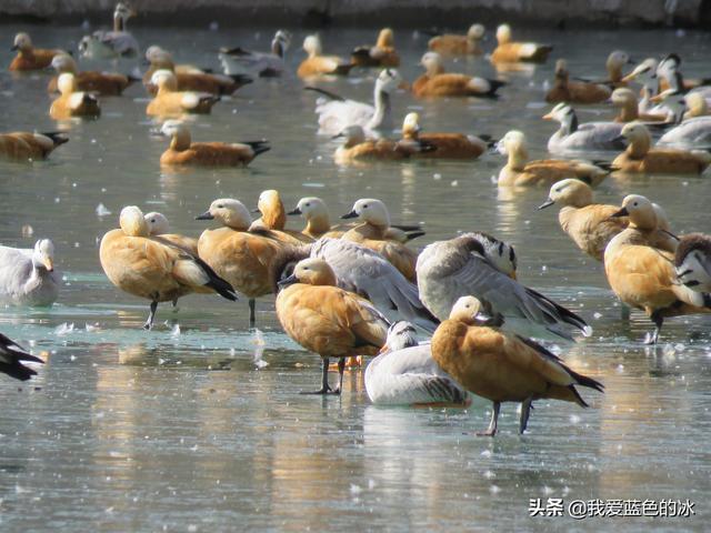 在布達拉宮後面的宗角祿康公園看水鳥能讓您忘記所有的煩惱