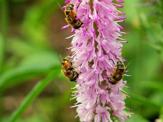 回顾春天百花争艳、招蜂引蝶图片大赏