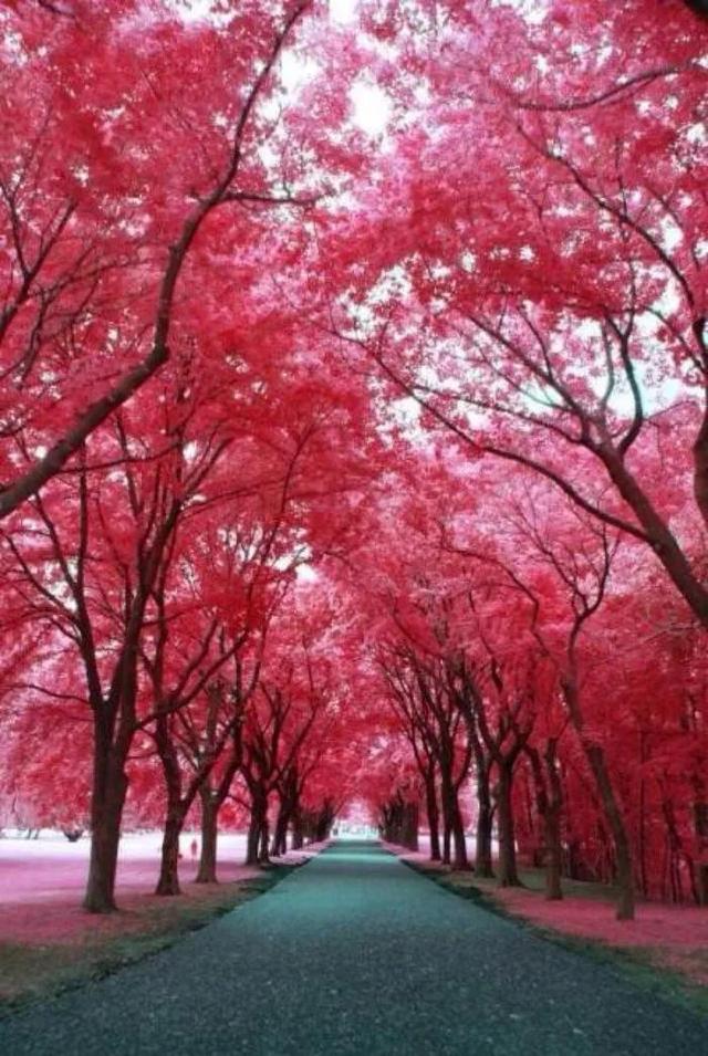 樱花树红色(阴阳师樱花树红色)