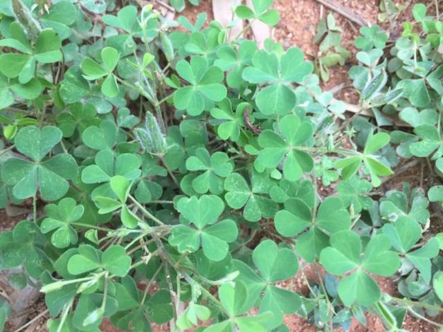 这种野菜是个宝，隔三差五吃一些，清热又解毒，可惜大家都当杂草