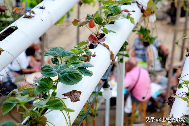 草莓怎么种植方法 草莓怎么种植方法「家种草莓怎么种植方法」 生活