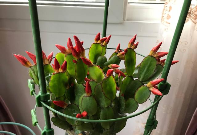 假昙花