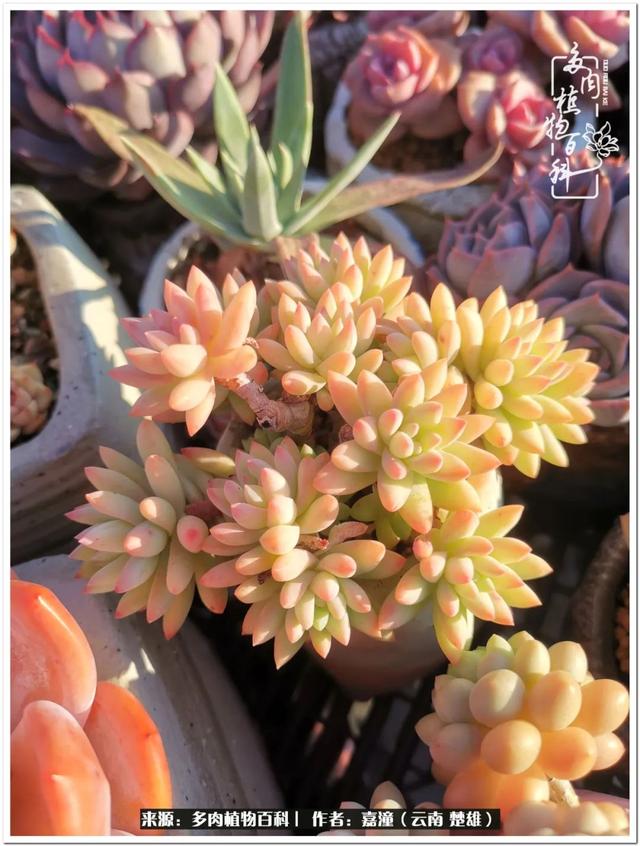 玉蝶铜芯电线价格表4平方,玉蝶铜芯线今日价格