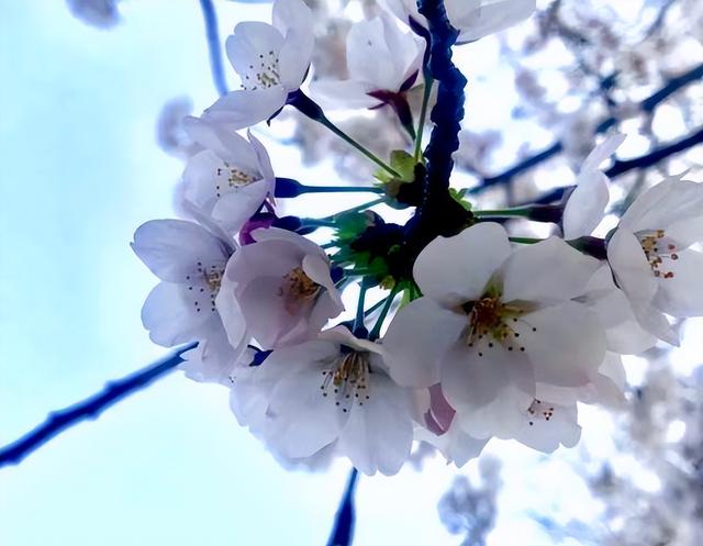 桃花是什么季节开的 桃花是什么季节开的（梅花和桃花是什么季节开的） 生活
