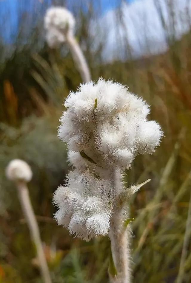 南非野花的千姿百態