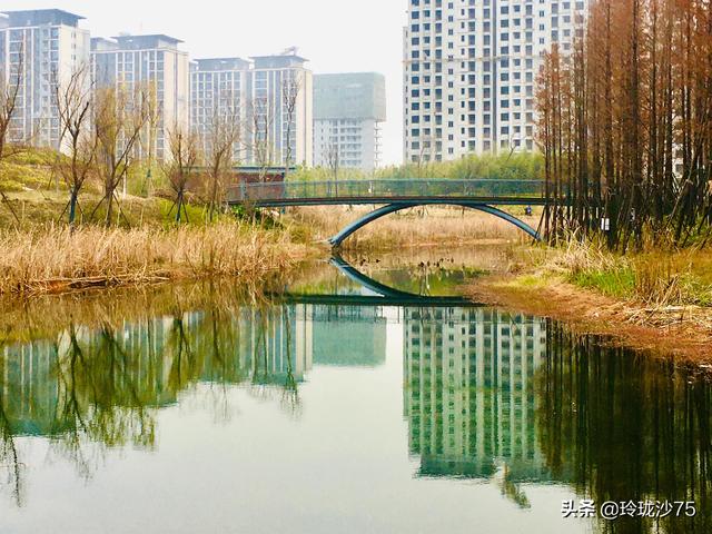 長沙唯一擁有戶外足球場的公園，更有大片水杉美景等你來