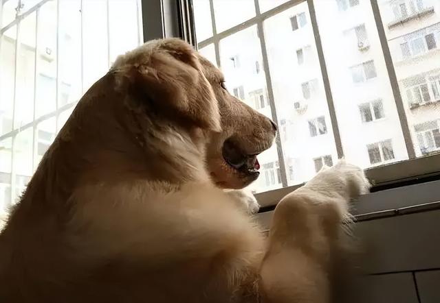 狗狗趴窗台图片大全(狗狗趴窗户看外面图片)-艾拉养犬