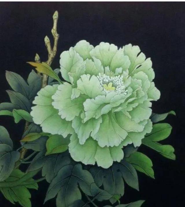 牡丹、芍药大比拼，到底谁最美