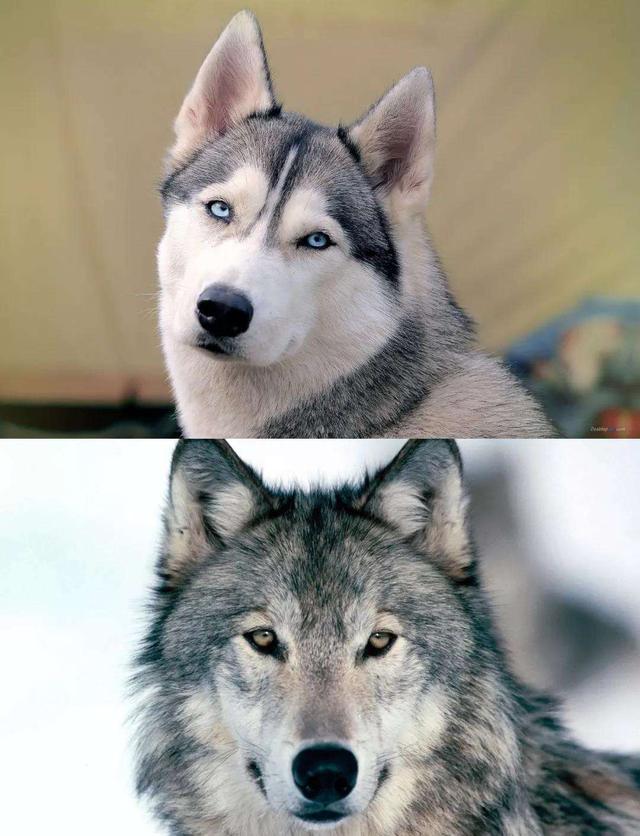狼和狗的区别（狗跟狼有什么区别）