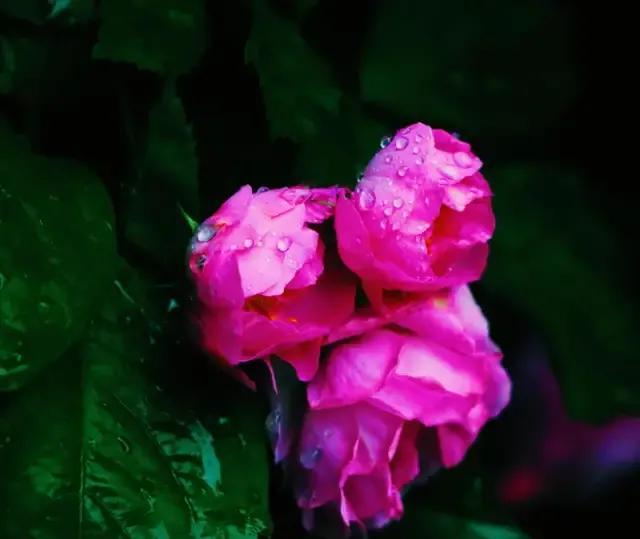 图片分享：最美蔷薇花开