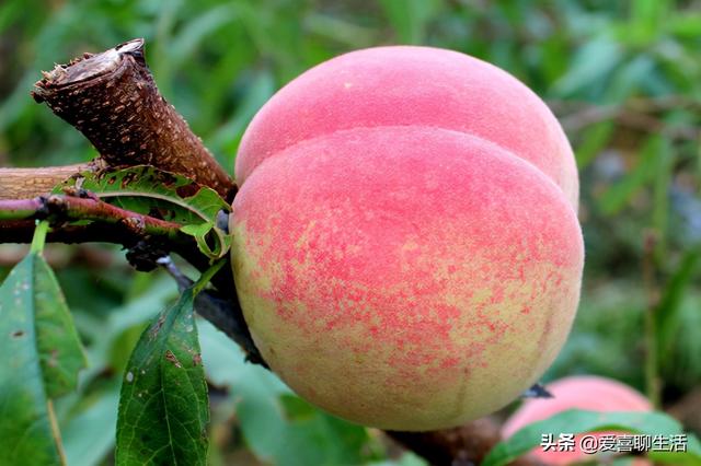 明日大雪，这6种冬季水果要常吃，顺应时节应季而食，健康过寒冬