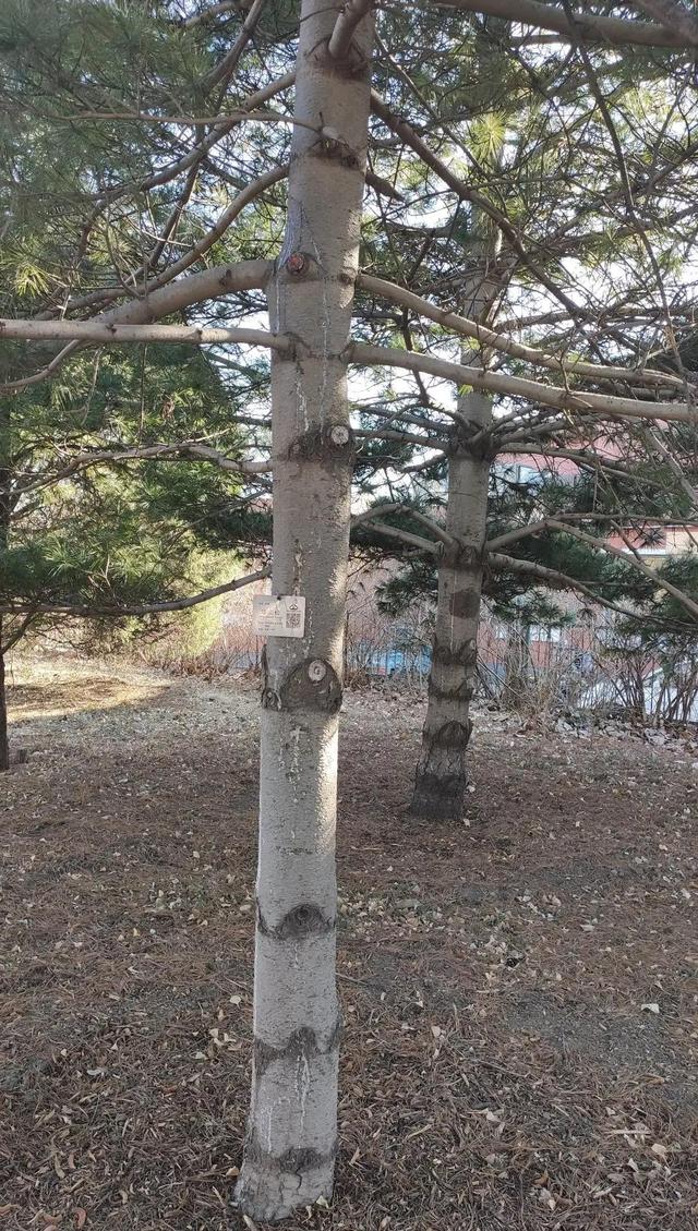 中科院北京植物園就挨著北京植物園，今天來逛一逛