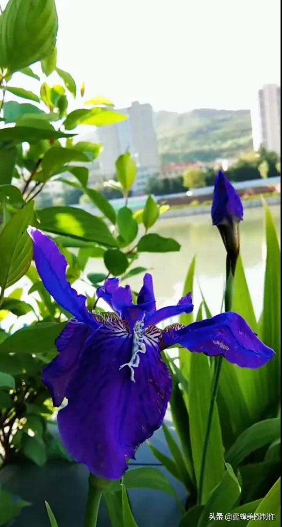 鲜花，因盛开而芬芳，因走过而醉人
