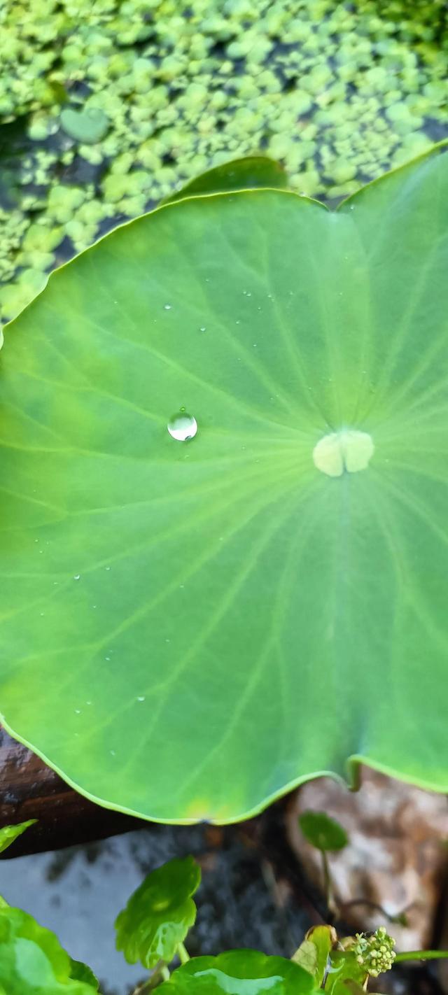 我的农家小院 （胡春笋）