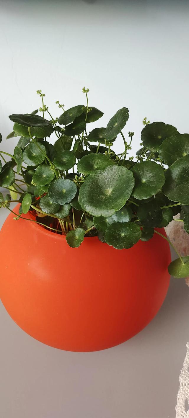 虽如苔花，也学牡丹开。像一颗颗水晶落入手心。???