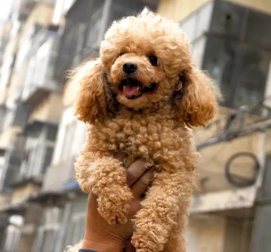 泰迪犬怎样训练 泰迪犬怎样训练（泰迪犬怎样训练大小便） 动物