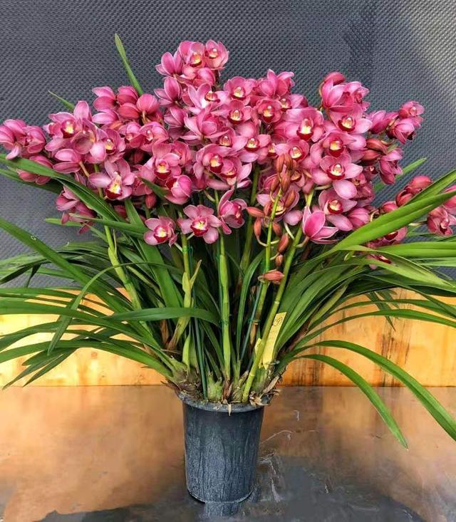 12月下旬逛花市 这5花就别买了 真的不好养 全网搜