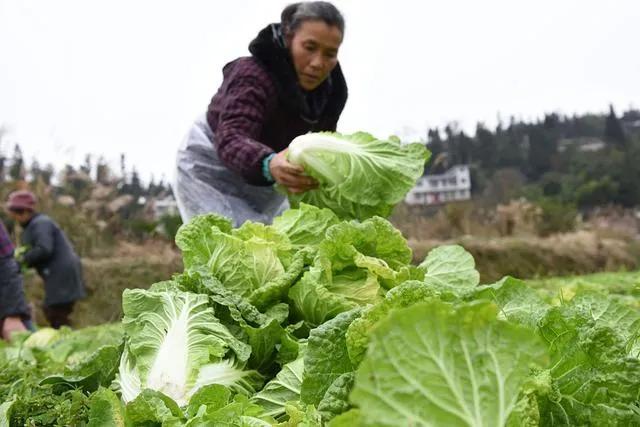 白菜出苗后如何管理？老农总结了9点，特别管用