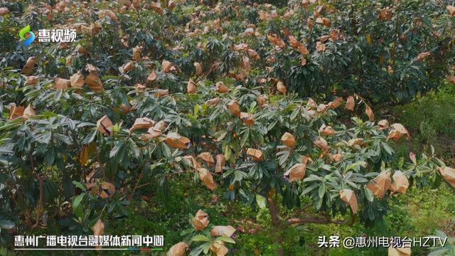 博罗打造“一村一品”黄竹村的枇杷熟了