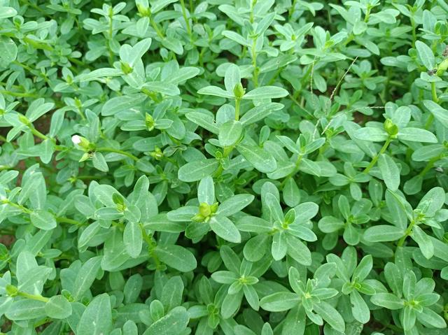 人到中年就要管住嘴，清淡少油，多吃3种应季野菜，身体越来越好