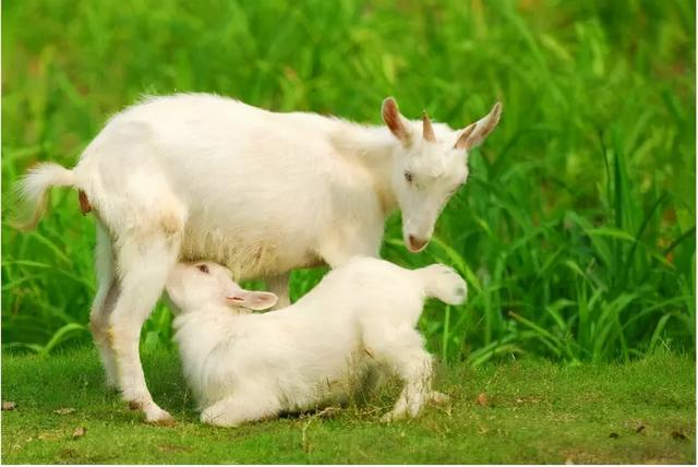 猫头鹰的寓意什么，纹身猫头鹰的寓意