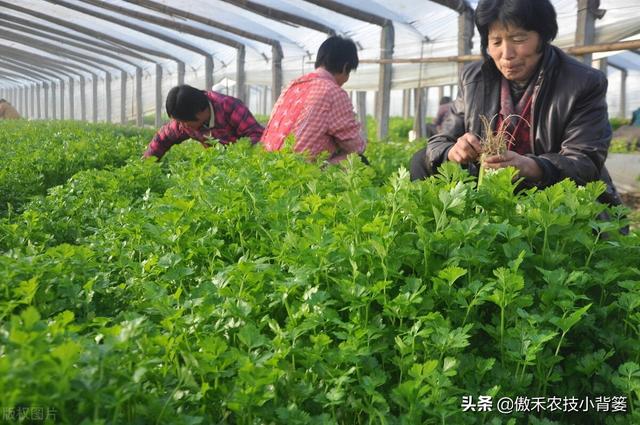 芹菜黑心腐烂倒伏？主要是因为缺乏两种元素或发生两种病害12