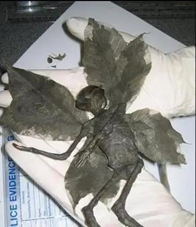 天使 化石 传闻 Zh中文网