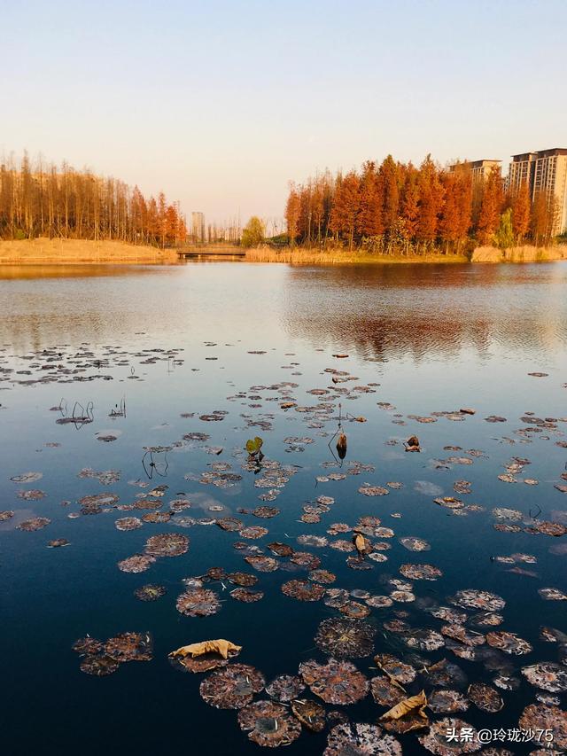 長沙唯一擁有戶外足球場的公園，更有大片水杉美景等你來