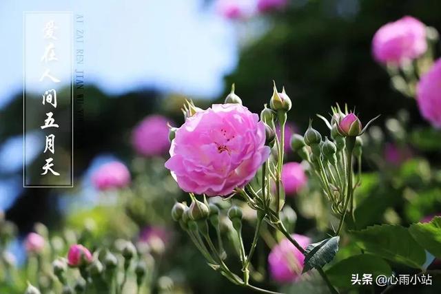 五月，嫣然盛放