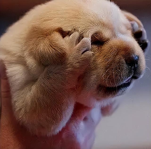 狗受伤了,它会很痛苦,所以和人类一样,它会无法很好地管理自己的表情