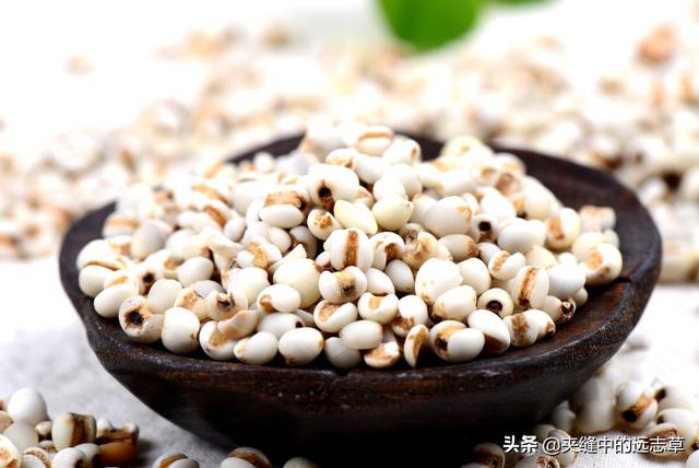 身困体乏湿气重？讲一味薏苡仁，健脾祛湿，给你的身体祛祛湿