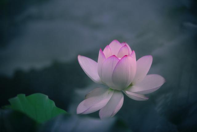 生命，是走过一场花开
