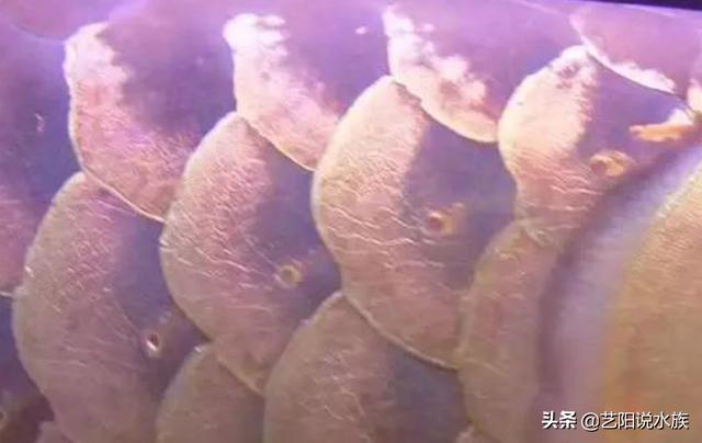 龙鱼鳞片看见