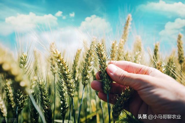 小麦、玉米锈病日益严重，推荐1个配方，持效期长达几十天